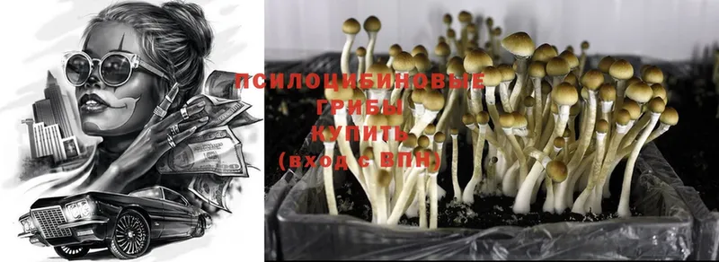 Псилоцибиновые грибы Magic Shrooms  наркота  Чулым 